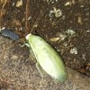 panchlora nivea caresheet